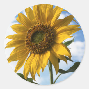 Kalifornien, eine riesige Sonnenblume (Helianthus) Runder Aufkleber