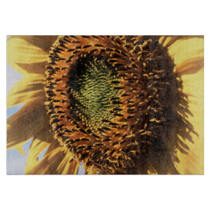 Kalifornien, eine riesige Sonnenblume (Helianthus) Schneidebrett