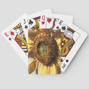 Kalifornien, eine riesige Sonnenblume (Helianthus) Spielkarten
