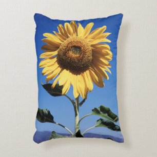 Kalifornien, eine riesige Sonnenblume (Helianthus) Zierkissen
