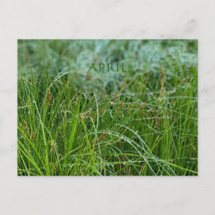 KALIFORNIEN FARBE FEIERFEIERN: APRIL POSTCARD POSTKARTE