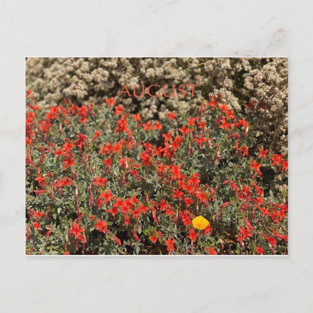 KALIFORNIEN FARBE FEIERFEIERN: AUGUST POSTCARD POSTKARTE (Vorderseite)