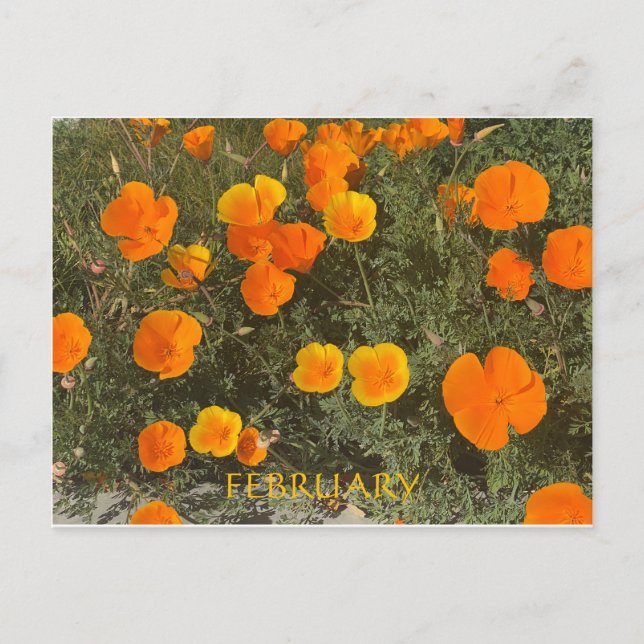 KALIFORNIEN FARBE FEIERFEIERN: FEBRUAR POSTCARD POSTKARTE (Vorderseite)