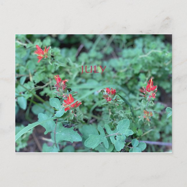 KALIFORNIEN FARBE FEIERFEIERN: JULI POSTCARD POSTKARTE (Vorderseite)