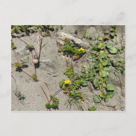 KALIFORNIEN FARBFEIERSCHAFT: September Postkarte