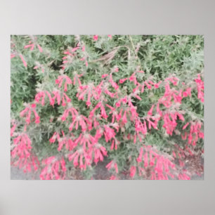 Kalifornien Fuchsia: Lebendige Herbstblüten Poster