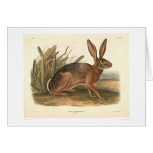 Kalifornien-Hasen durch Audubon (0177A)