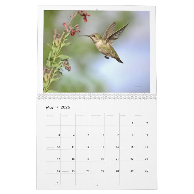 Kalifornien-Hummingvögel 2024-Kalender Kalender (Mai 2026)