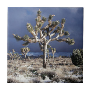 Kalifornien, Joshua Tree National Park Fliese
