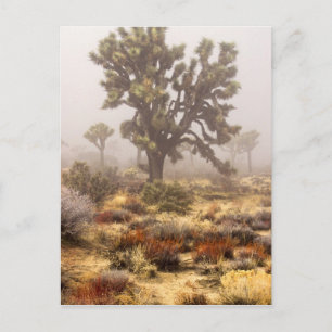 Kalifornien: Joshua-Tree-Nationalmonument, Postkarte