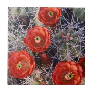 Kalifornien, Joshua Tree Nationalpark, Claret Fliese