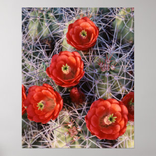 Kalifornien, Joshua-Tree-Nationalpark, Claret Poster