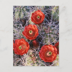 Kalifornien, Joshua Tree Nationalpark, Claret Postkarte