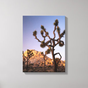 Kalifornien, Joshua Tree Nationalpark, Joshua Leinwanddruck