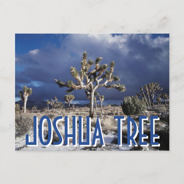 Kalifornien, Joshua-Tree-Nationalpark Postkarte (Vorderseite)