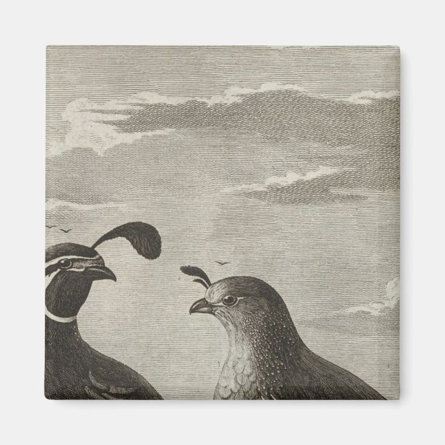 Kalifornien Magnet (Vorne)