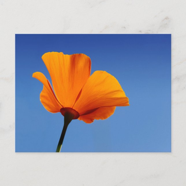 Kalifornien Mohn gegen den blauen Himmel Postkarte (Vorderseite)
