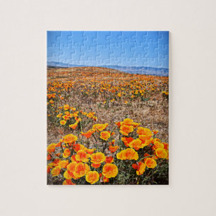 Kalifornien-Mohnblume stellt - Blumen - 8x10 - 110
