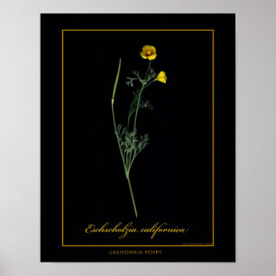 Kalifornien-Mohnblumen-botanischer Kunst-Druck Poster