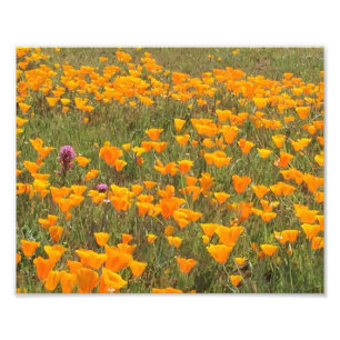 Kalifornien-Mohnblumen-Feld Fotodruck