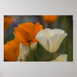 Kalifornien-Mohnblumen-Plakat Poster