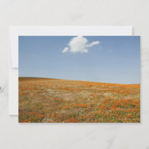 Kalifornien-Mohnblumen-Reserve