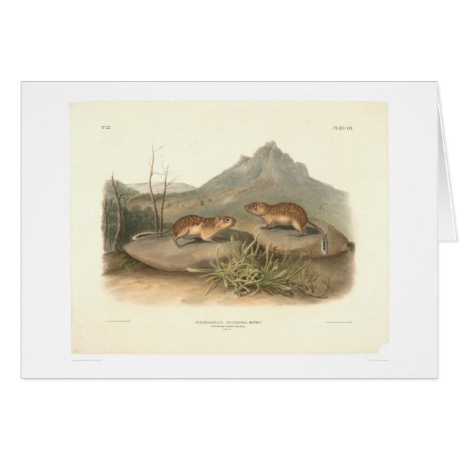 Kalifornien-Murmeltiere durch Audubon (0184A) (Vorderseite (Horizontal))