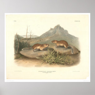 Kalifornien-Murmeltiere durch Audubon (0184A) Poster