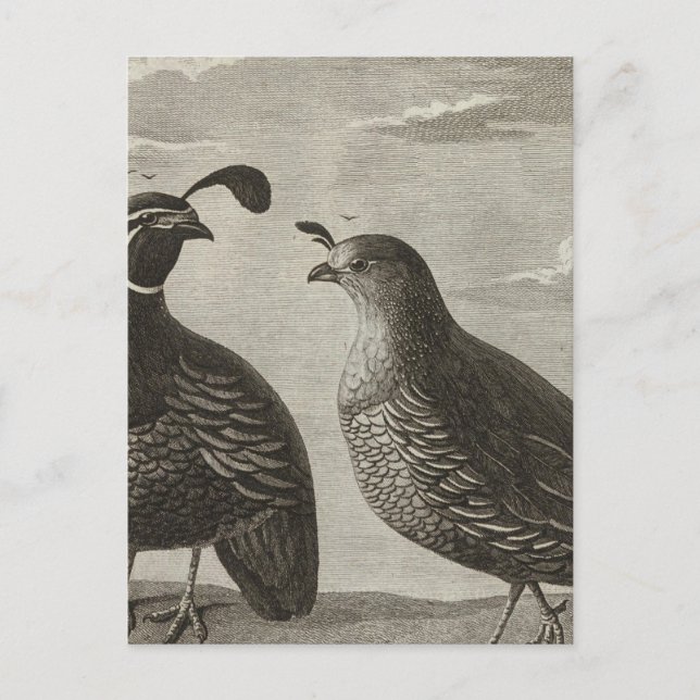 Kalifornien Postkarte (Vorderseite)