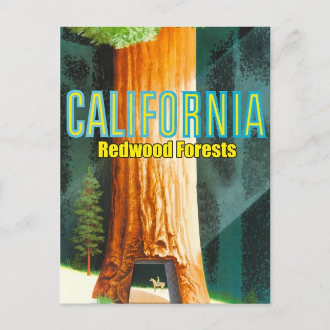 Kalifornien, Redwood Forest, Big Tree, Sequoia Postkarte (Vorderseite)