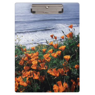 Kalifornien, Riesenküste, Kalifornien-Mohn Klemmbrett