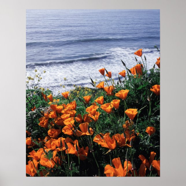 Kalifornien, Riesenküste, Kalifornien, Mohn Poster (Vorne)