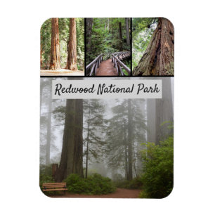 Kalifornien-Rotholz-Nationalpark-Mammutbaum-Bäume Magnet
