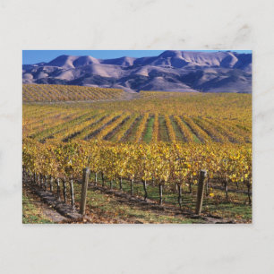 Kalifornien, San Luis Obispo County, Edna Valley Postkarte