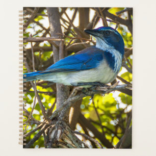 Kalifornien Scrub Jay Wildlife Art Druck Notizbuch Planer