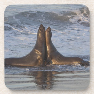 Kalifornien-Seelöwe Getränkeuntersetzer