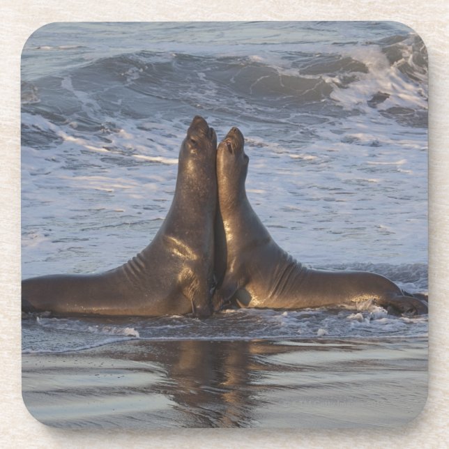 Kalifornien-Seelöwe Getränkeuntersetzer (Vorderseite)
