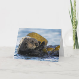 Kalifornien-Seeotter Karte