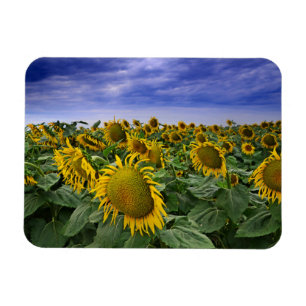Kalifornien-Sonnenblume-Felder Magnet