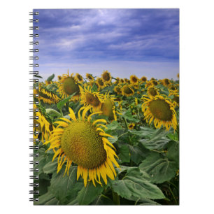 Kalifornien-Sonnenblume-Felder Notizblock