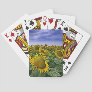 Kalifornien-Sonnenblume-Felder Spielkarten