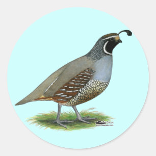 Kalifornien-Tal-Wachteln Runder Aufkleber