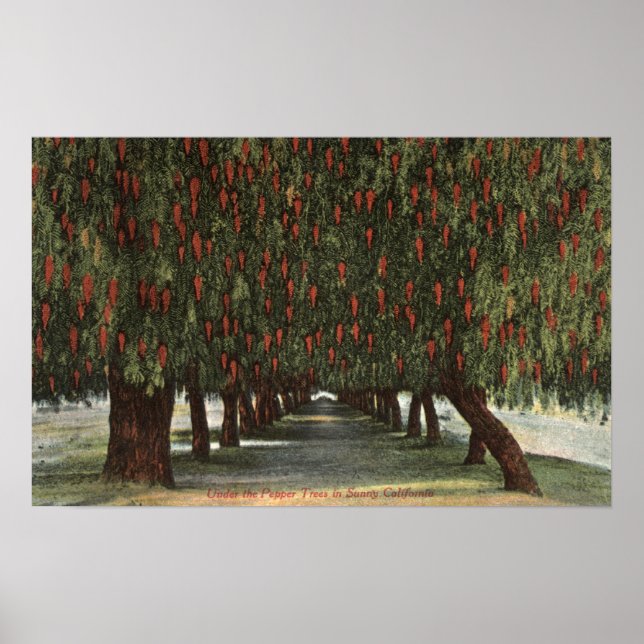 KalifornienGroves of Pepper Trees Poster (Vorne)