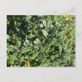 KALIFORNIENISCHE NATIVE FARBEN: OKTOBER POSTCARD POSTKARTE