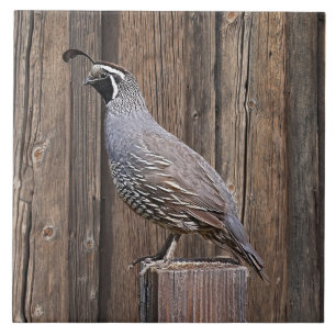 KALIFORNIENISCHE QUAIL AUF BARNBOARD FLIESE