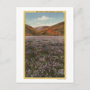 KalifornienWilde Lupine-Blume in Bloom Postkarte