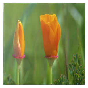 Kalifornische goldene Mohnblumen auf einem grünen  Fliese