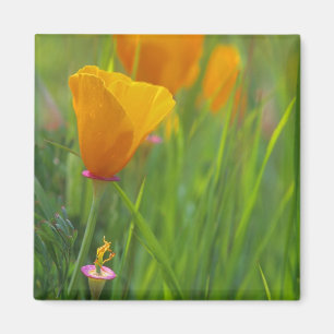 Kalifornische goldene Mohnblumen auf einem grünen  Magnet