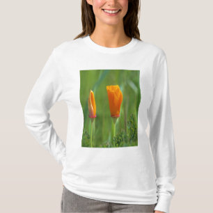 Kalifornische goldene Mohnblumen auf einem grünen T-Shirt