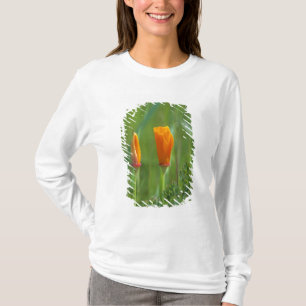 Kalifornische goldene Mohnblumen auf einem grünen T-Shirt